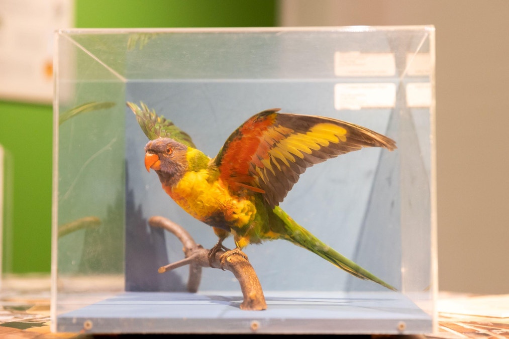 Exhibition celebrates Aussie backyards